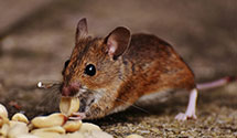 24 Hour & Emergency Exterminators in Wadesville, IN